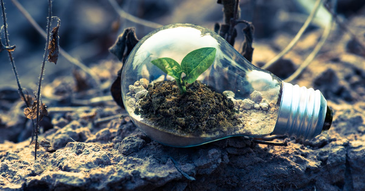 découvrez comment la durabilité joue un rôle essentiel dans la préservation de notre planète. explorez des initiatives, des stratégies et des solutions innovantes pour un avenir éco-responsable.