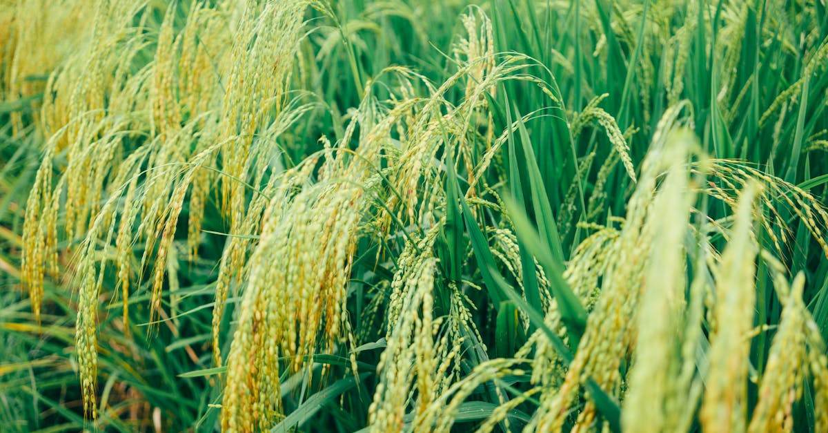 découvrez l'agriculture durable, une méthode novatrice qui allie respect de l'environnement, bien-être animal et prospérité économique. apprenez comment cette approche contribue à un avenir plus vert et à la préservation des ressources naturelles tout en produisant des aliments de qualité.