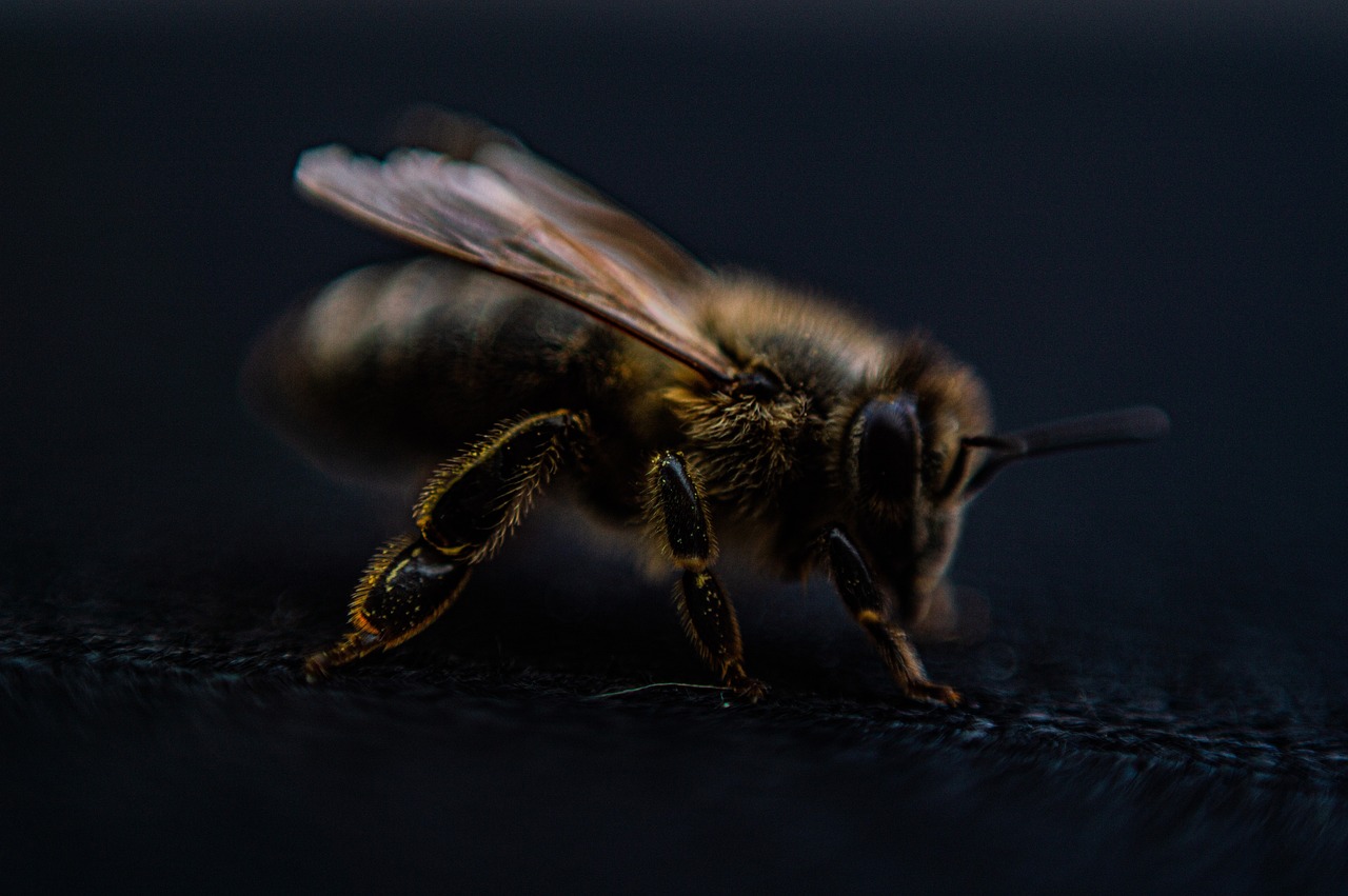 découvrez le bee wrap, une alternative écologique et réutilisable au film plastique pour conserver vos aliments frais tout en protégeant la planète.