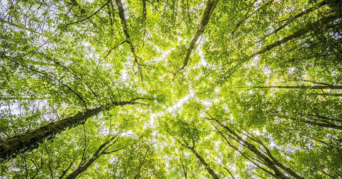 découvrez les solutions innovantes en énergie verte pour un avenir durable et respectueux de l'environnement.