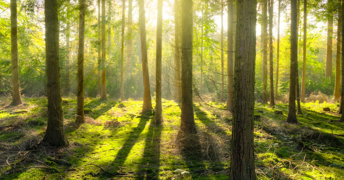 découvrez la beauté et l'importance des forêts, lieux riches en biodiversité et essentiels à l'équilibre écologique de notre planète.