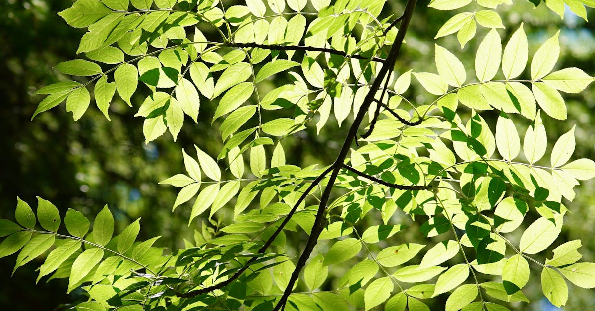 découvrez les défis et les luttes des minorités environnementales. explorez comment ces communautés sont affectées par les enjeux écologiques et apprenez comment leurs voix sont essentielles pour un avenir durable.