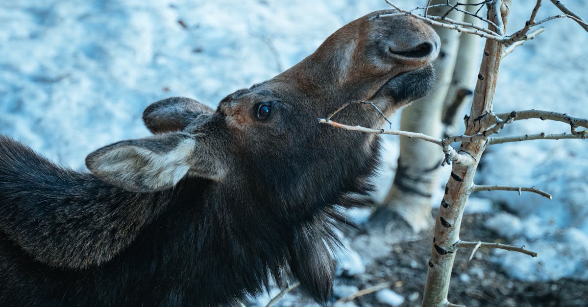 découvrez l'importance de la conservation des animaux sauvages et de leurs habitats, ainsi que les actions nécessaires pour préserver la biodiversité et protéger notre planète pour les générations futures.