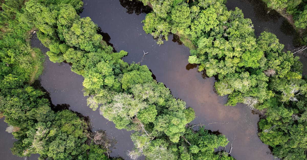 découvrez l'importance de la reforestation pour restaurer les écosystèmes, lutter contre le changement climatique et préserver la biodiversité.