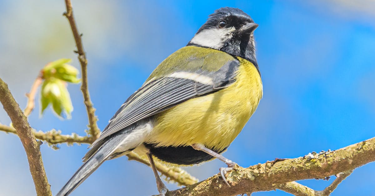 découvrez les principaux défis environnementaux de 2021, incluant le changement climatique, la perte de biodiversité et la pollution, et les solutions pour un avenir durable.