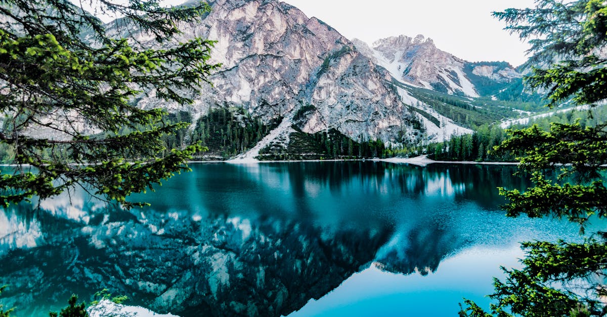 découvrez l'univers fascinant des forêts, ces écosystèmes riches en biodiversité qui abritent une multitude d'espèces et jouent un rôle crucial dans la régulation du climat et la préservation de notre environnement.