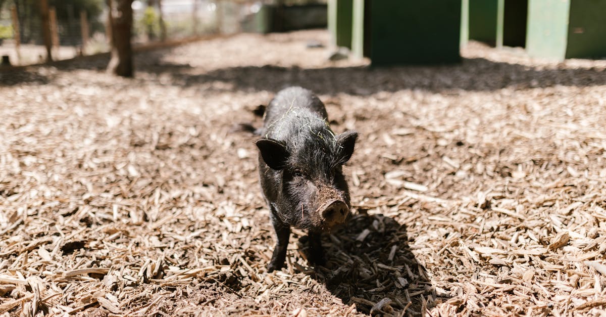 découvrez tout sur la tête de porc : recettes, préparation et astuces culinaires pour sublimer ce morceau traditionnel.