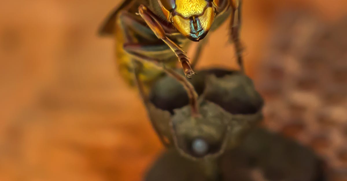 piège sélectif pour frelons : capture efficace des frelons tout en préservant les autres insectes bénéfiques.