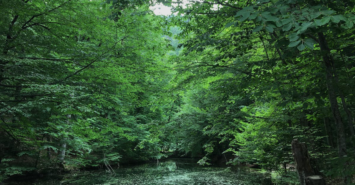 découvrez tout ce qu'il faut savoir sur l'environnement, ses enjeux, la protection de la nature et les actions pour un avenir durable.