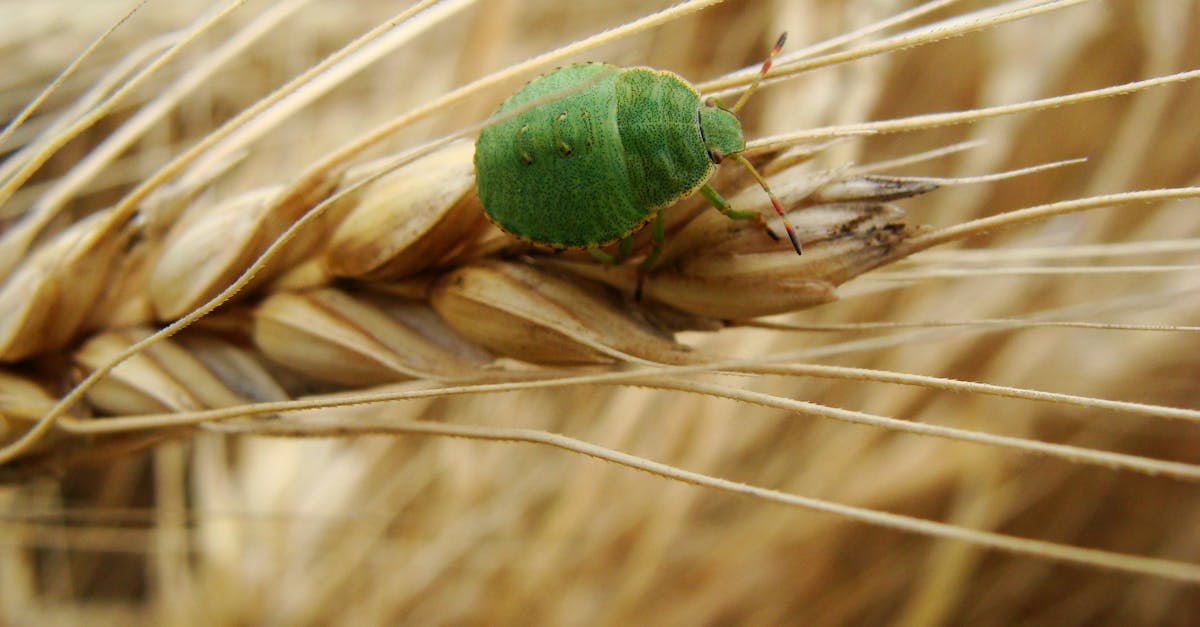 découvrez l'élevage d'insectes, une méthode innovante et durable pour la production alimentaire et animale respectueuse de l'environnement.
