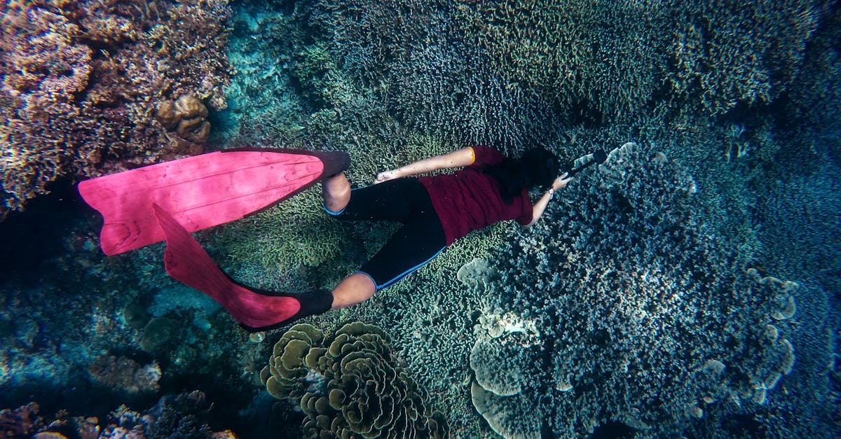 découvrez la résilience des coraux face aux changements environnementaux et les efforts pour préserver ces écosystèmes marins essentiels.
