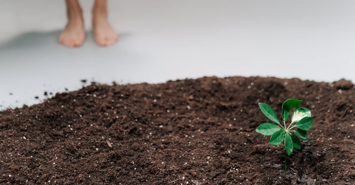 découvrez ce qu'est l'empreinte écologique, son impact sur l'environnement et comment réduire votre consommation pour vivre de manière plus durable.