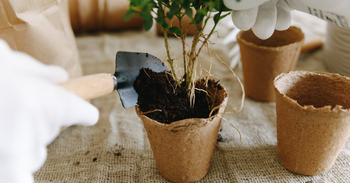 découvrez les principes du jardinage durable pour créer un espace vert respectueux de l'environnement. apprenez des techniques éco-responsables, choisissez des plantes natives et adoptez des méthodes de culture naturelles pour promouvoir la biodiversité tout en réduisant votre empreinte carbone.