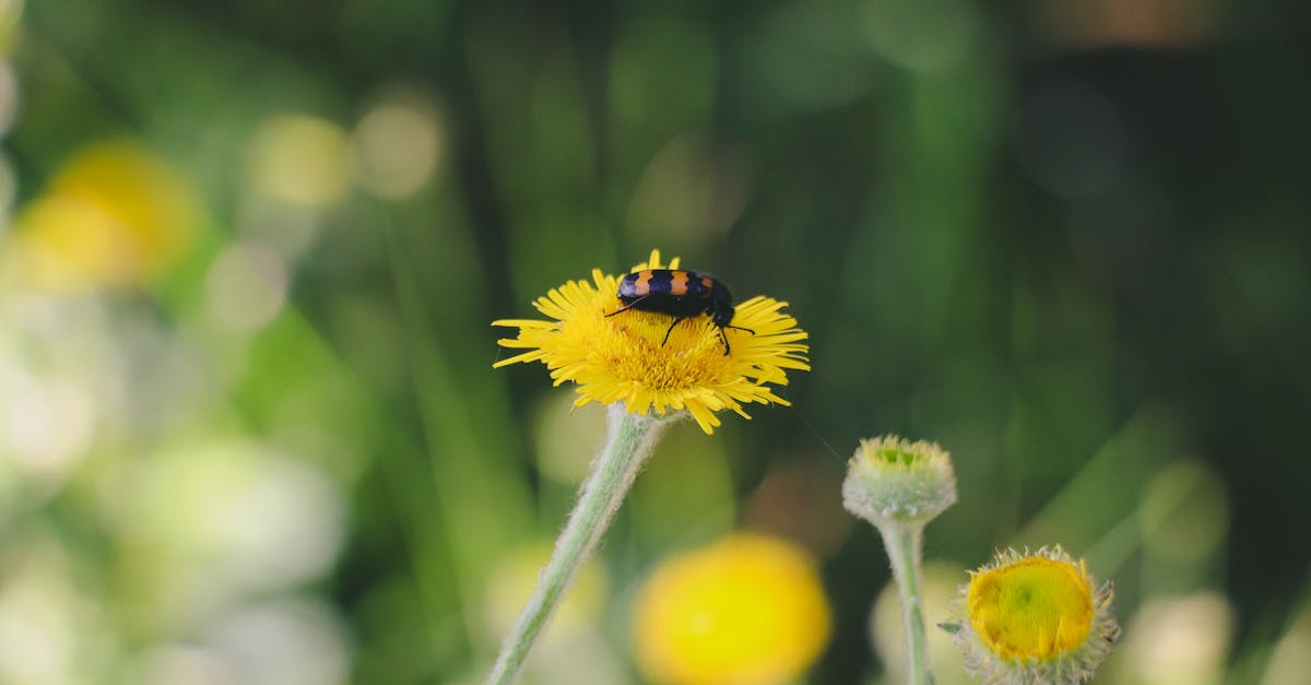 découvrez l'importance de la biodiversité pour notre planète. apprenez comment la diversité des espèces et des écosystèmes contribue à l'équilibre écologique, au bien-être humain et à la durabilité environnementale.