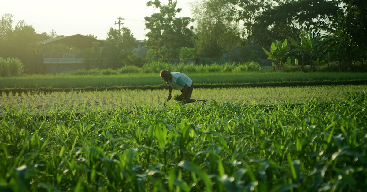 découvrez les pratiques innovantes et responsables de l'agriculture durable pour préserver l'environnement, favoriser la biodiversité et assurer une production alimentaire saine et équilibrée.