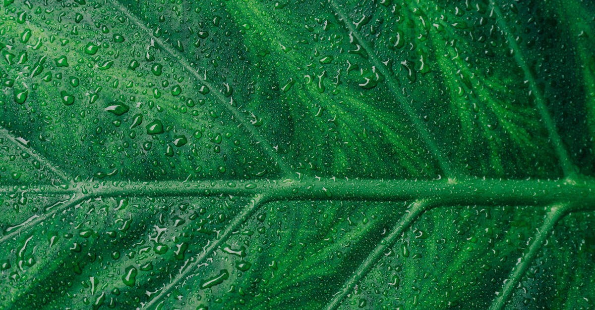 découvrez des articles, actualités et conseils sur l'environnement : préservation de la nature, développement durable, lutte contre la pollution et initiatives écologiques pour protéger notre planète.