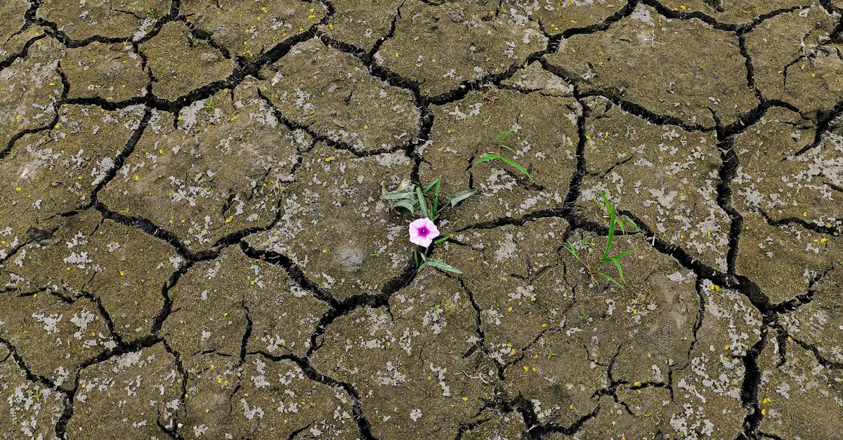 découvrez comment renforcer la résilience climatique pour mieux anticiper, s'adapter et protéger les communautés face aux changements environnementaux.