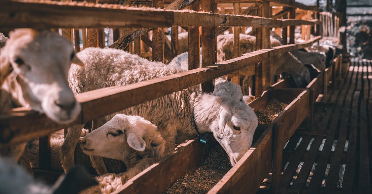 découvrez l'importance du bien-être animal, les pratiques éthiques et les initiatives pour protéger les animaux et garantir leur qualité de vie.