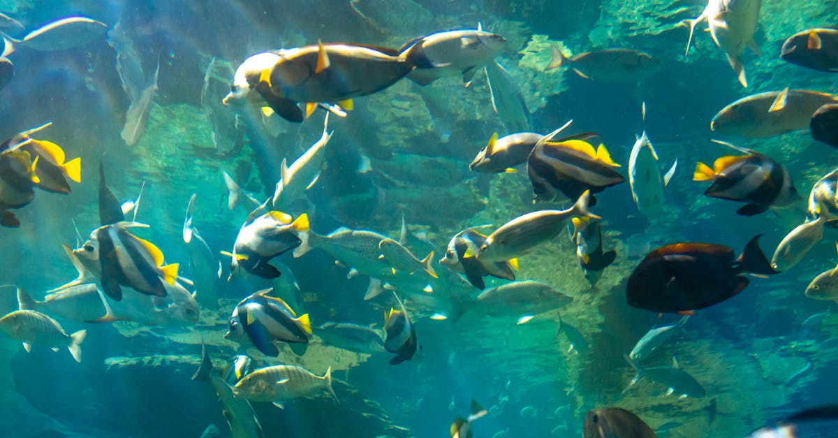 découvrez les événements océanographiques majeurs, explorant les phénomènes marins, la biodiversité et les recherches scientifiques liées aux océans.