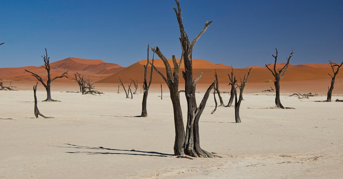 découvrez les ambitions climatiques et les actions pour un avenir durable et respectueux de l'environnement.