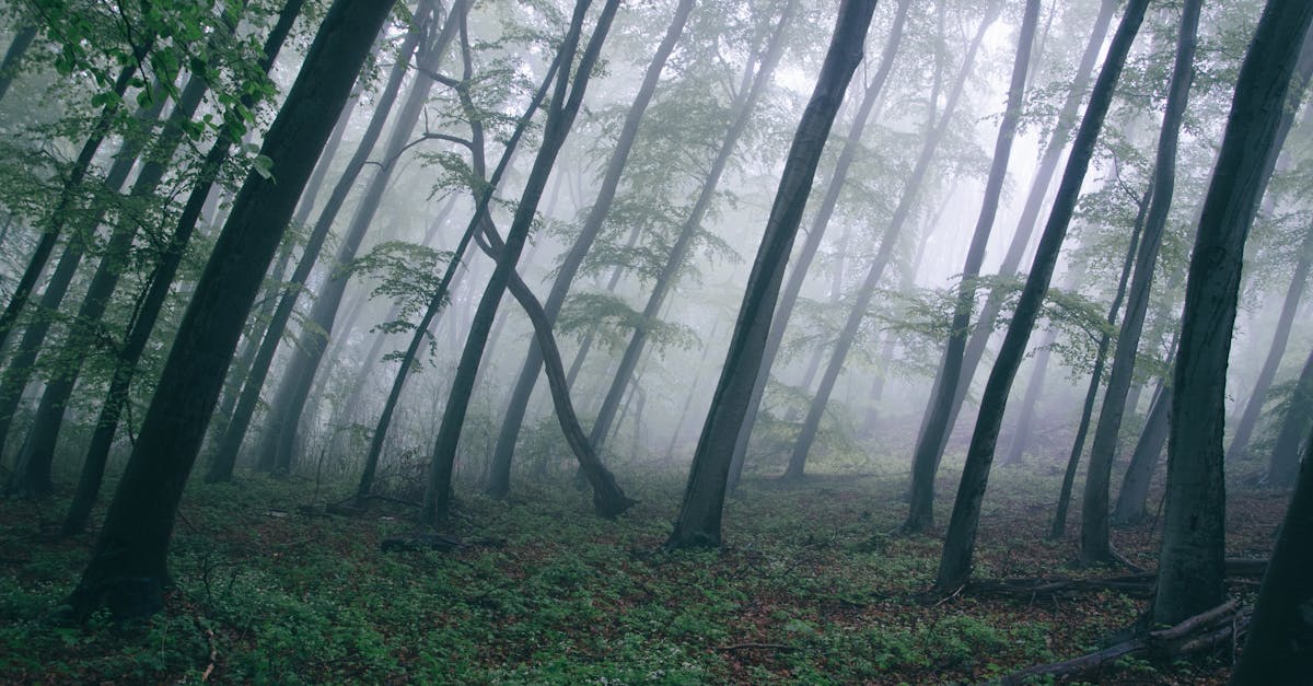 découvrez l'importance des forêts, leurs écosystèmes riches et leur rôle crucial dans la préservation de la biodiversité et du climat.