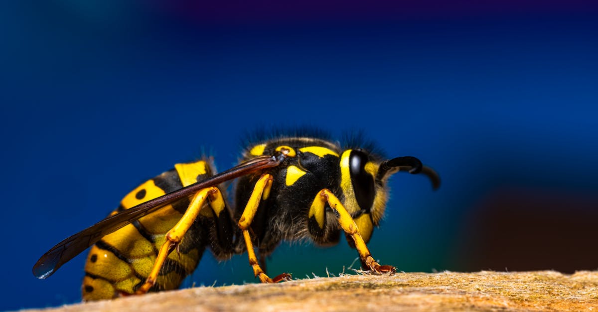 piège à frelons sélectif conçu pour capturer efficacement les frelons tout en préservant les autres insectes. solution écologique et facile à utiliser pour protéger votre environnement.
