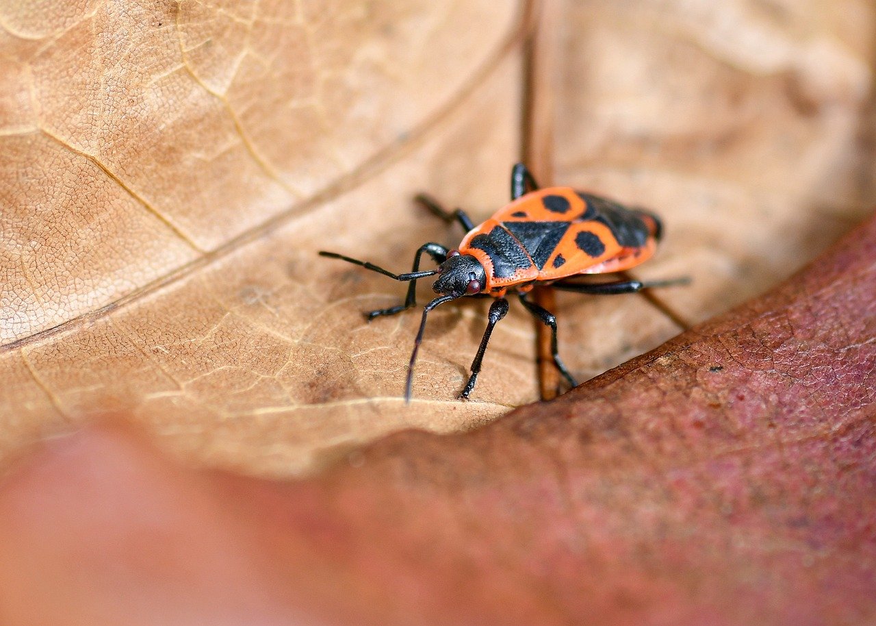 découvrez l'importance de la biodiversité dans votre jardin et comment favoriser un écosystème sain et équilibré pour plantes, insectes et animaux.