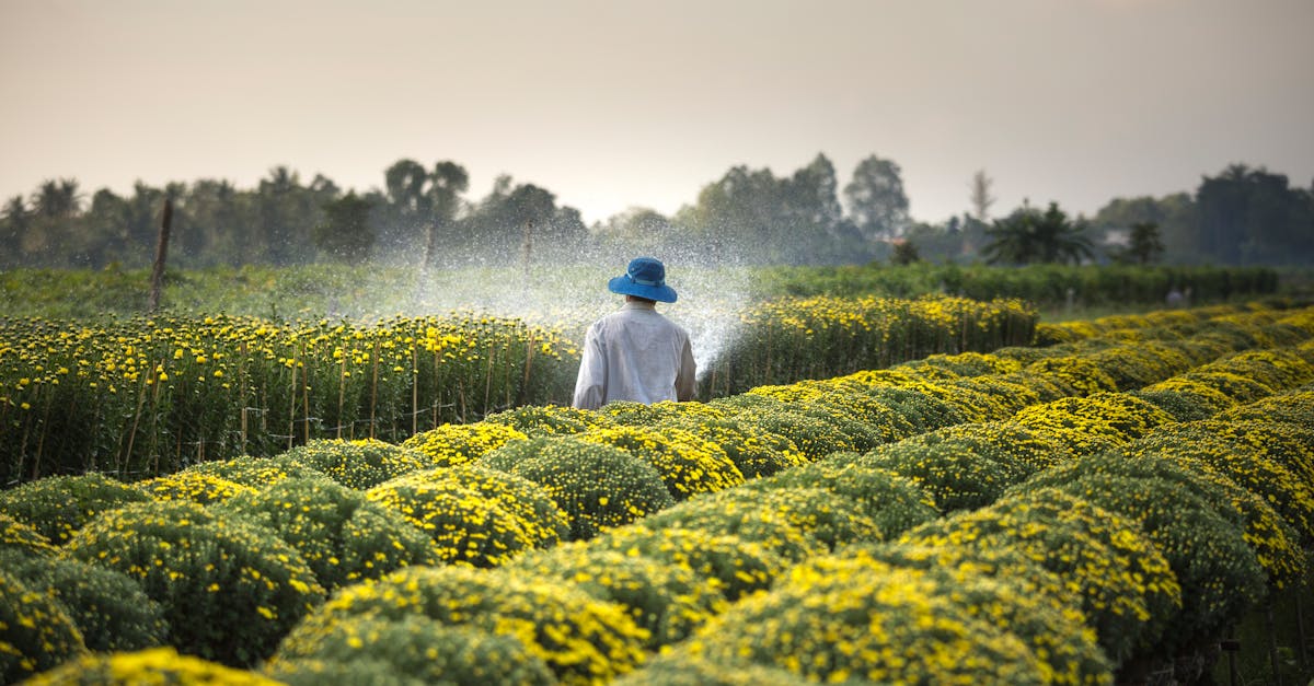 découvrez les pratiques innovantes et durables de l'agriculture moderne. explorez les enjeux environnementaux, les techniques de culture et les tendances du secteur pour un avenir responsable et productif.