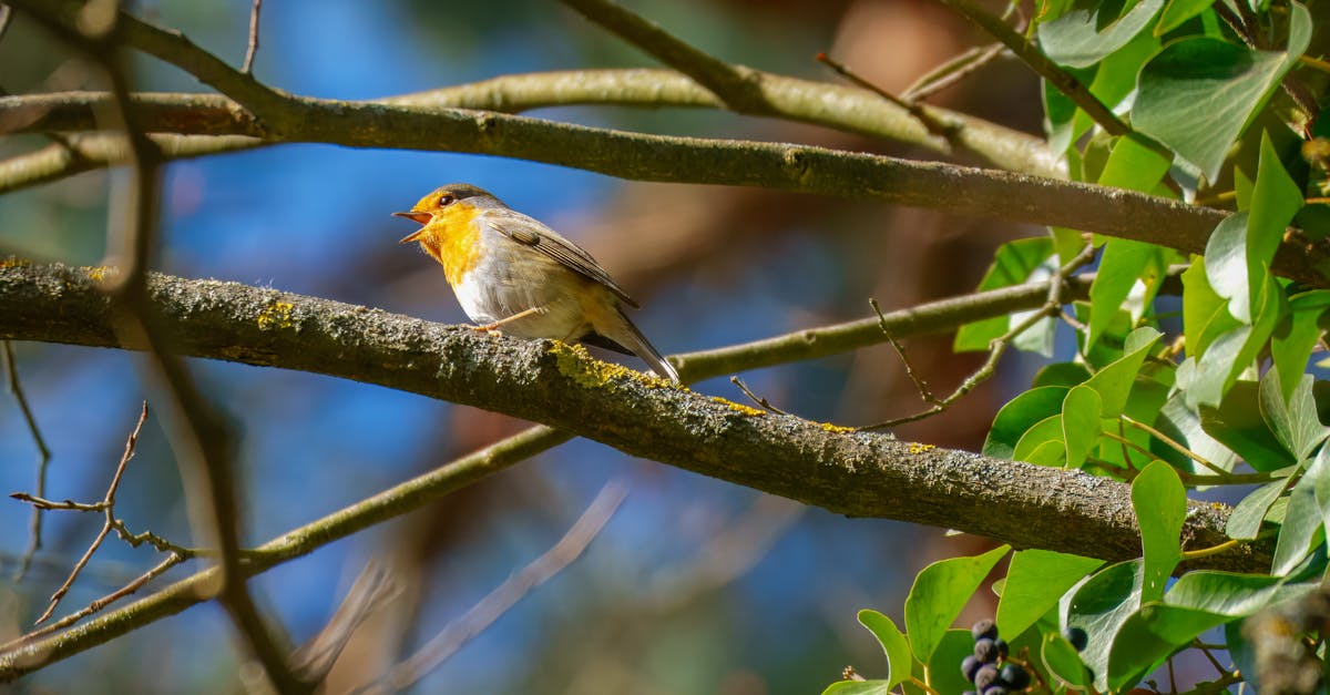 découvrez l'importance de la biodiversité pour notre planète. explorez les différentes espèces et écosystèmes, leur rôle essentiel dans l'équilibre de la nature, et les actions à entreprendre pour les protéger et préserver notre environnement.