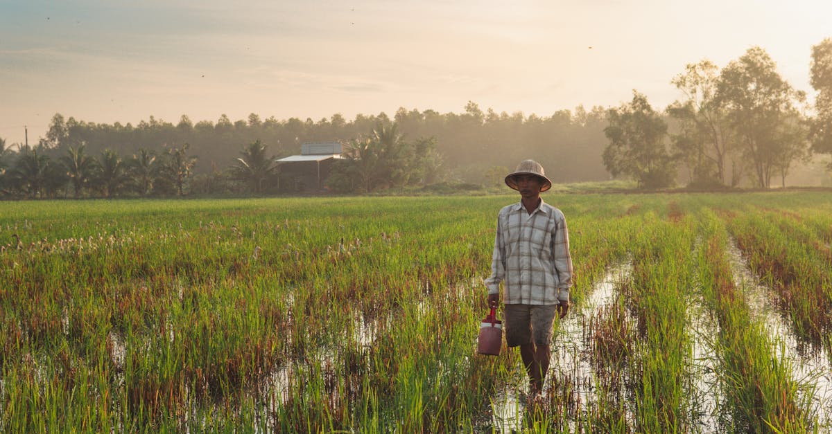 découvrez l'agriculture cambodgienne : ses pratiques traditionnelles, ses cultures principales et son impact économique dans la région.