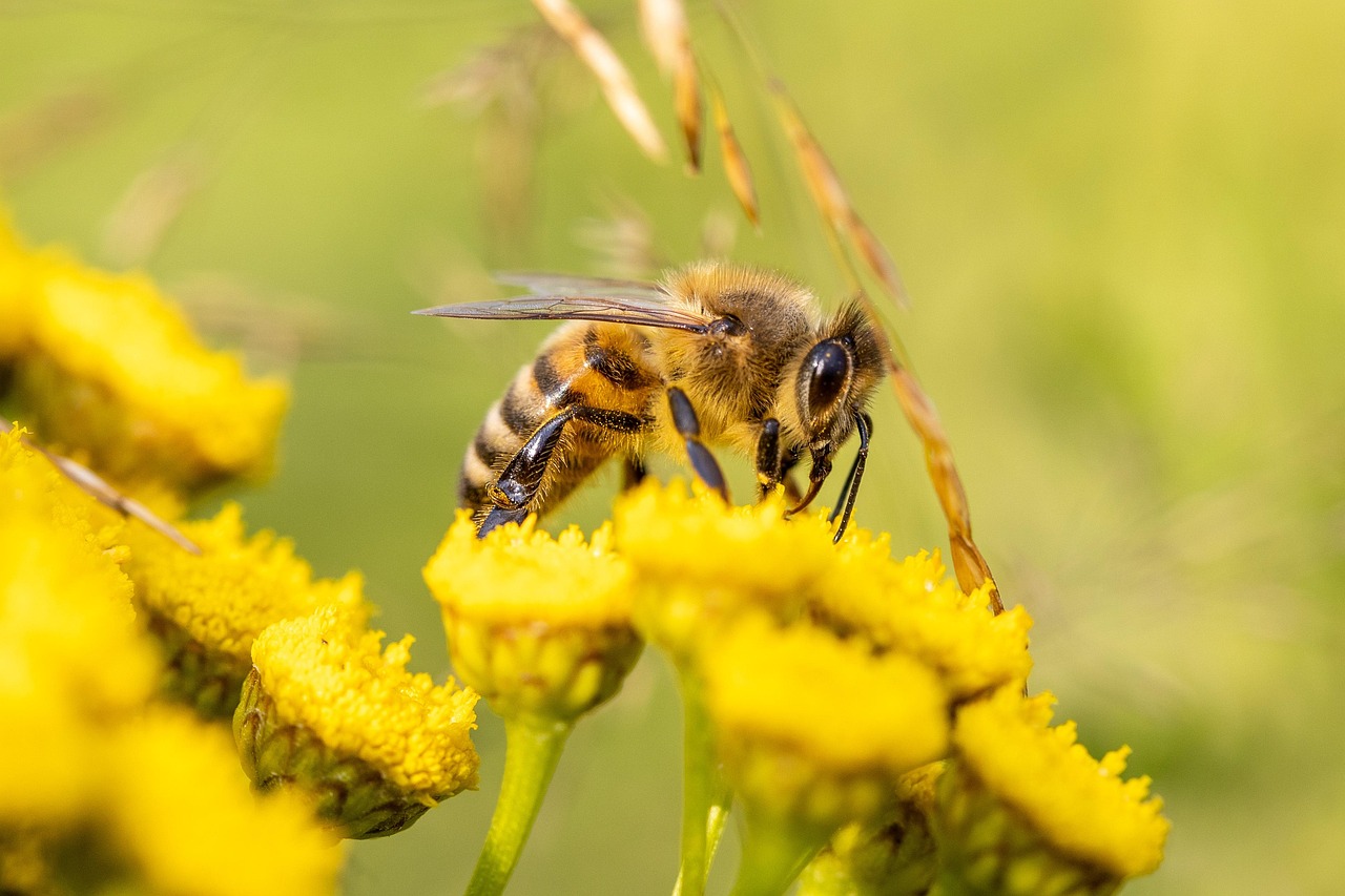 découvrez comment promouvoir la biodiversité dans votre jardin en favorisant la diversité des plantes, des insectes et des animaux pour un écosystème sain et durable.