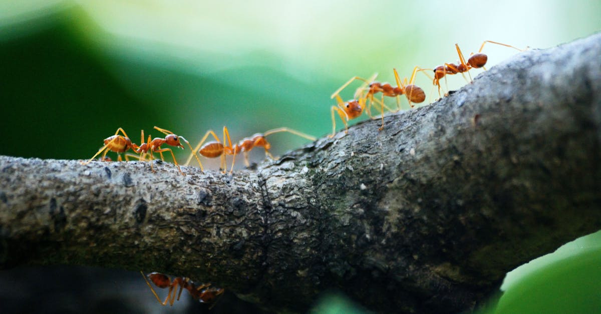 découvrez le fascinant monde des insectes : leur diversité, leur rôle dans l'écosystème et des faits surprenants sur ces petites créatures qui peuplent notre planète.