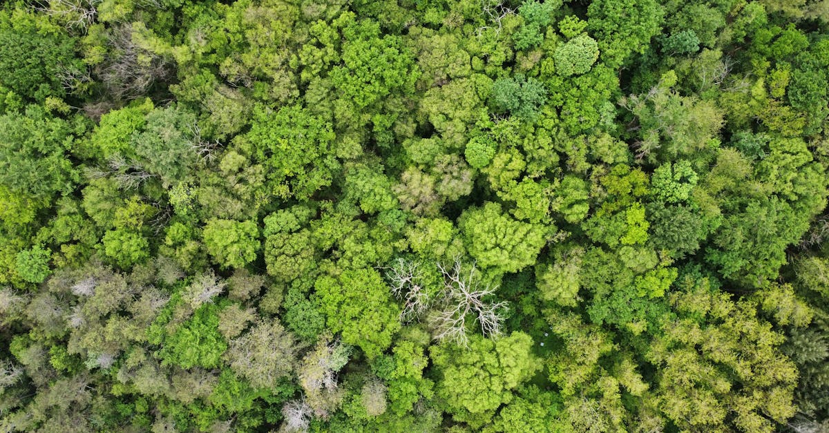découvrez l'importance de la préservation des ressources dans notre monde moderne. explorez des stratégies et des pratiques durables pour protéger notre environnement et assurer un avenir meilleur pour les générations futures.