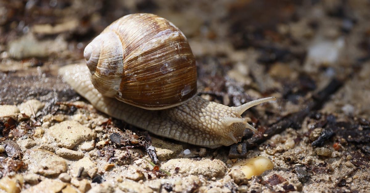 découvrez la beauté unique des coquilles d'escargots, leurs formes spiralées fascinantes et leur rôle essentiel dans la nature.