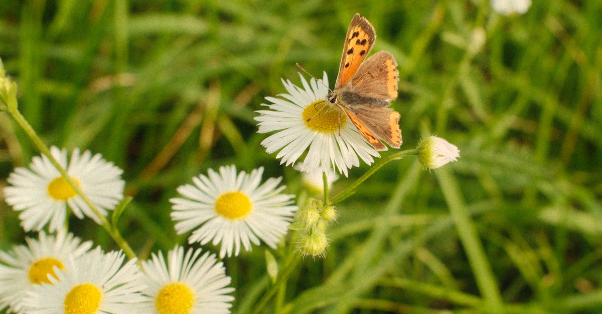 découvrez ce qu'est la régression environnementale, ses causes et ses impacts, ainsi que des solutions pour protéger la planète et restaurer l'équilibre de nos écosystèmes.