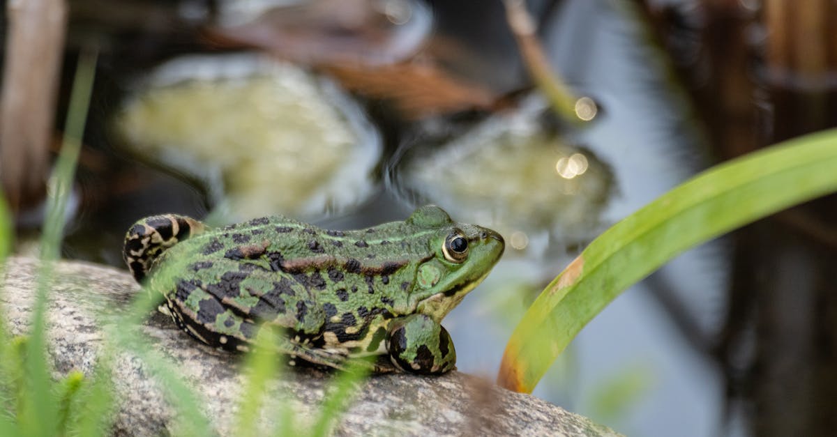 découvrez frog frequency, une expérience musicale unique qui mélange sons de grenouilles et rythmes envoûtants pour une aventure audio originale.