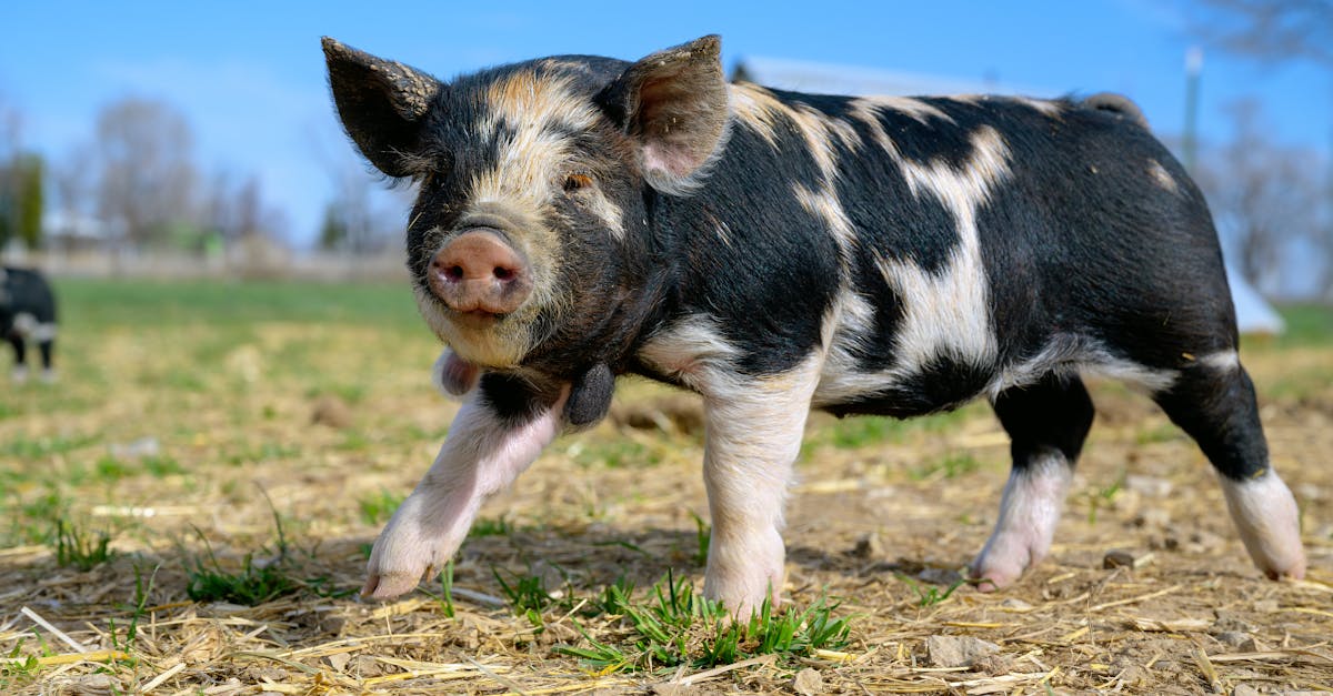 découvrez tout sur la tête de cochon : recettes, préparations et conseils culinaires pour sublimer ce morceau traditionnel.