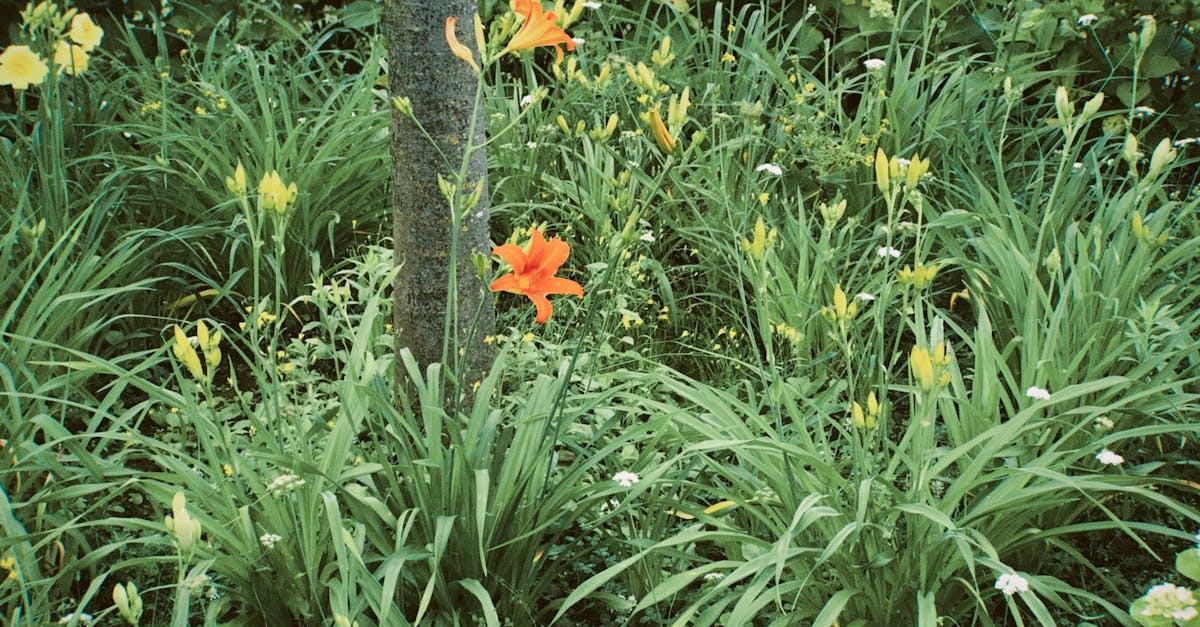 découvrez notre guide complet pour embellir votre jardin avec des conseils d'experts, des idées d'aménagement et des astuces pour un espace extérieur charmant et accueillant.
