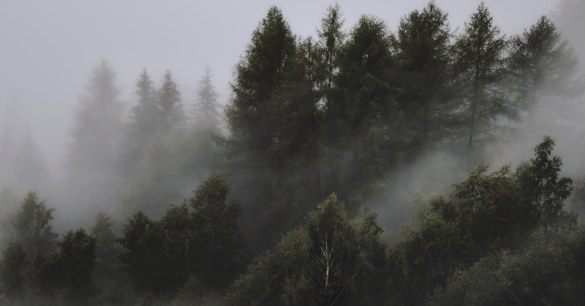 découvrez les causes, les conséquences et les solutions de la déforestation pour préserver la biodiversité et lutter contre le changement climatique.