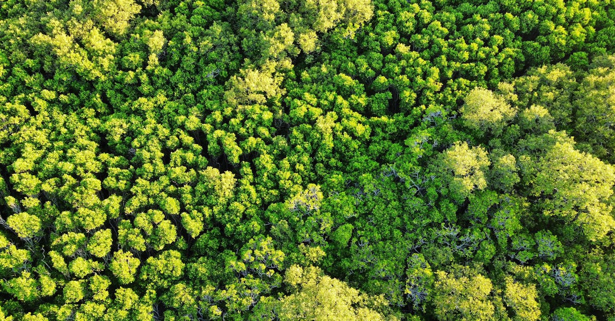 protection des forêts primaires : préserver la biodiversité exceptionnelle et lutter contre la déforestation pour un avenir durable.