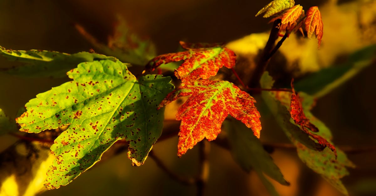 découvrez les enjeux et solutions de la transition écologique pour un avenir durable et respectueux de l'environnement.