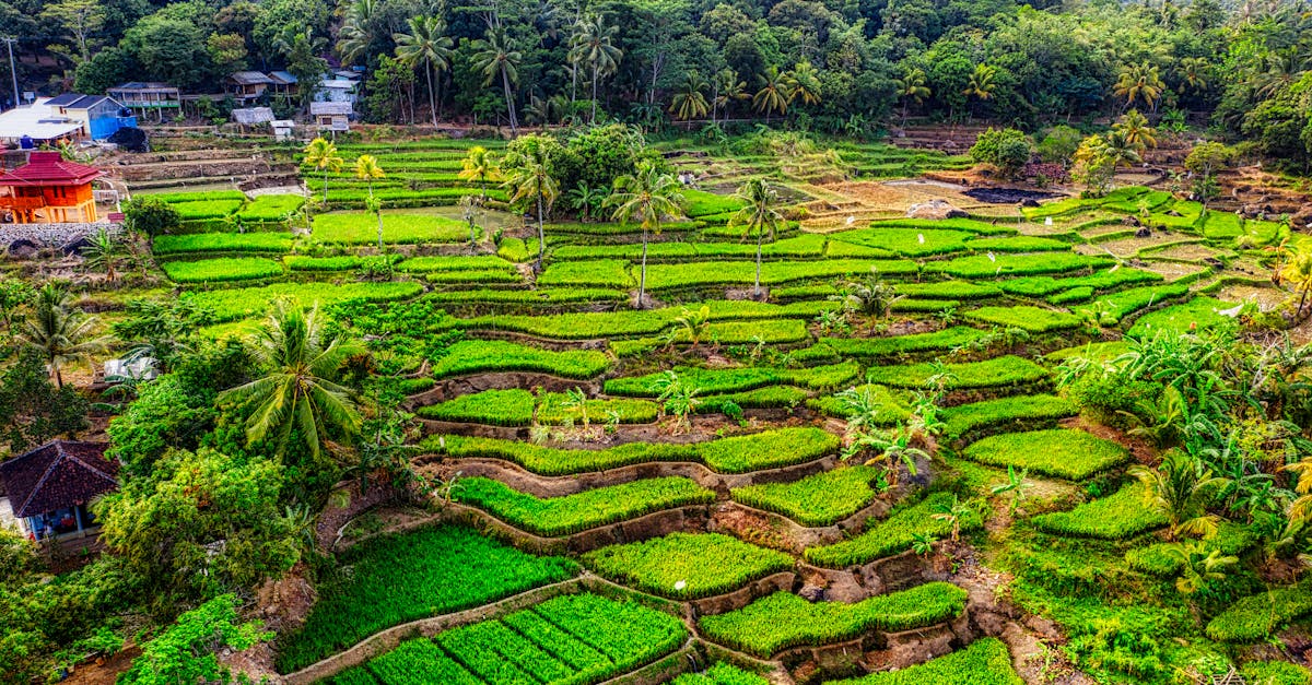 découvrez les pratiques d'agriculture durable pour préserver l'environnement, favoriser la biodiversité et assurer une production alimentaire responsable et durable.