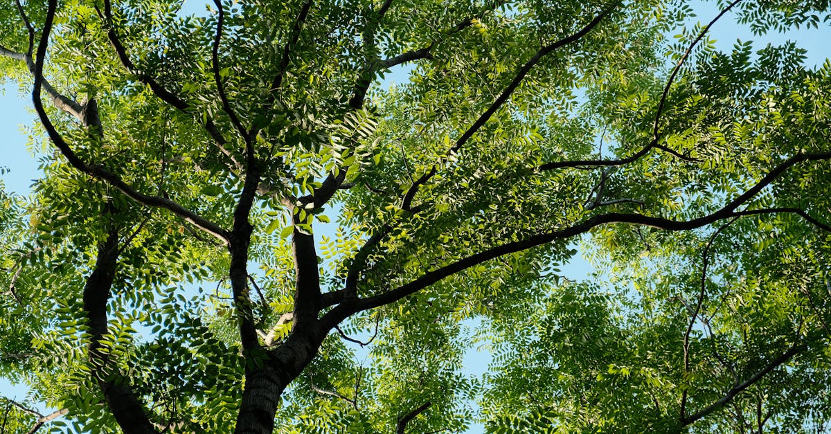 découvrez la convention climatique, un cadre global visant à lutter contre le changement climatique, protéger notre planète et garantir un avenir durable pour les générations futures. informez-vous sur les accords, les enjeux et les actions nécessaires pour préserver notre environnement.