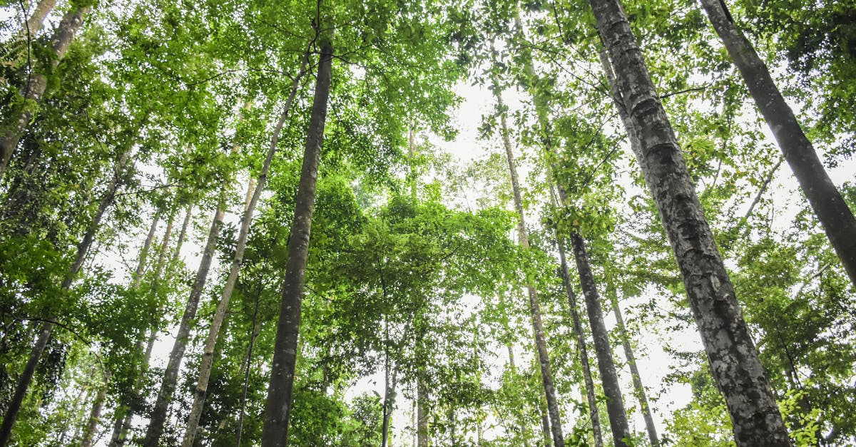 découvrez l'importance de la protection des forêts primaires pour préserver la biodiversité, lutter contre le changement climatique et garantir un avenir durable.