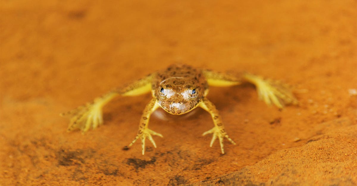 découvrez frog frequency, un jeu captivant alliant aventure et musique pour une expérience immersive unique.