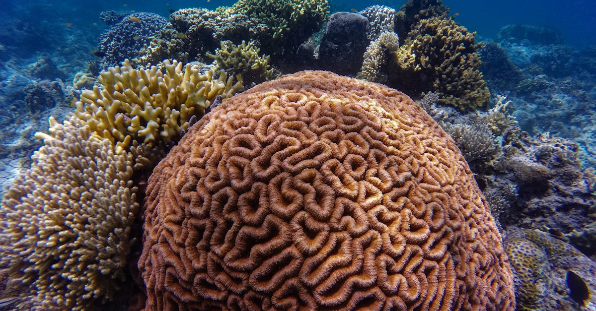 découvrez la résilience des coraux face aux changements environnementaux et les efforts de conservation pour protéger ces écosystèmes marins essentiels.