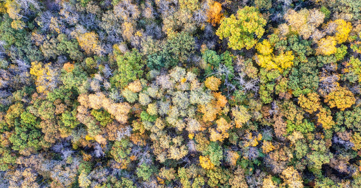 découvrez les enjeux et les stratégies de la transition écologique, un processus essentiel pour préserver notre planète et construire un avenir durable. explorez les solutions innovantes, les bonnes pratiques et les initiatives qui favorisent une harmonie entre l'environnement, l'économie et la société.