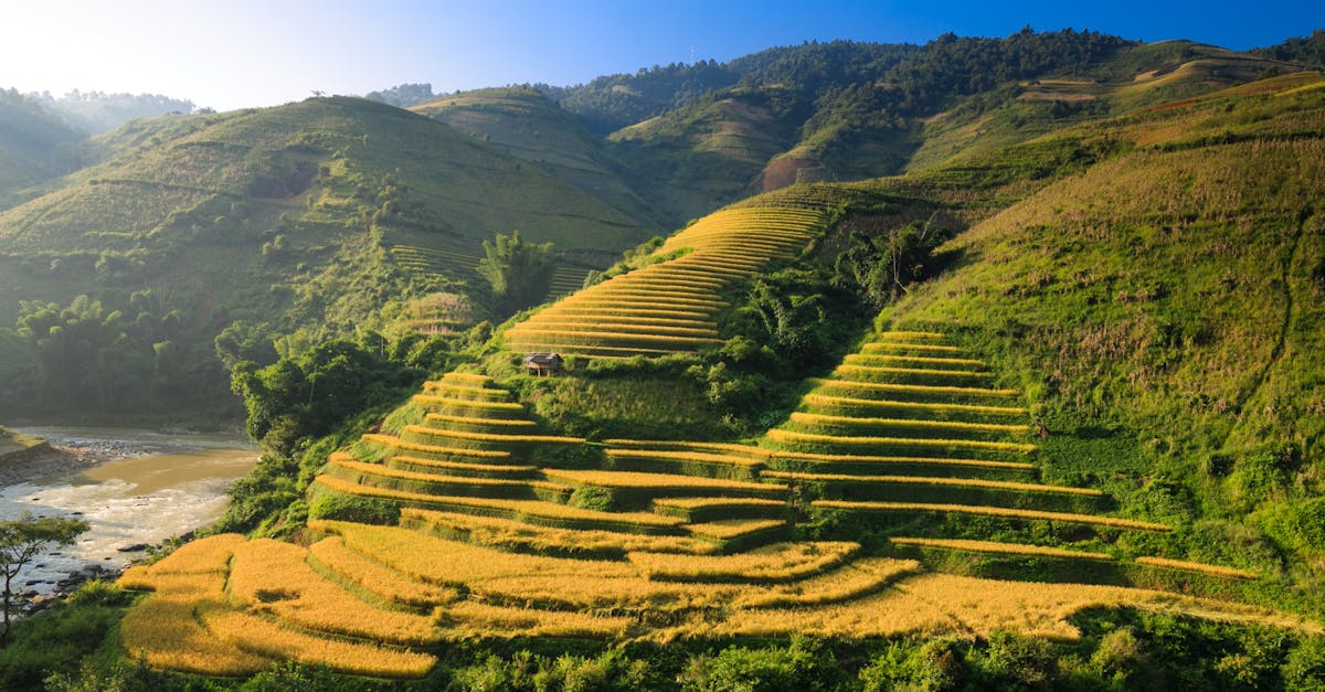 découvrez l'impact du changement climatique sur notre planète, ses effets sur les écosystèmes, la biodiversité et les sociétés humaines, ainsi que les actions pour y faire face.