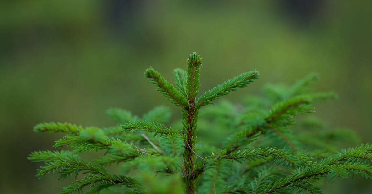découvrez des informations essentielles sur l'écologie, ses principes, ses enjeux et comment agir pour préserver notre environnement.