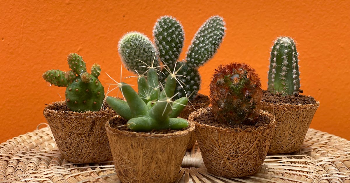 découvrez le jardinage résilient, une approche durable qui combine techniques écologiques et créativité pour créer des jardins prospères et adaptés aux défis climatiques. apprenez à cultiver des plantes robustes, à préserver la biodiversité et à optimiser l'utilisation des ressources dans votre espace vert.